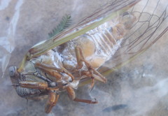 Megatibicen dealbatus