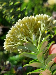 Cassinia denticulata