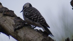 Dryobates borealis