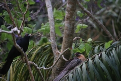 Eudynamys orientalis