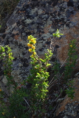 Berberis sibirica