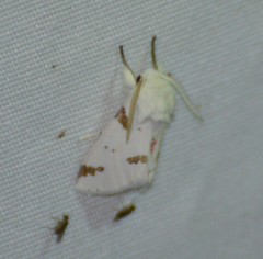 Euerythra trimaculata