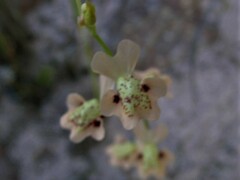 Utricularia fulva