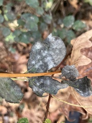 Erysiphaceae