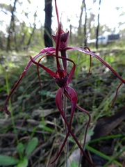 Caladenia formosa
