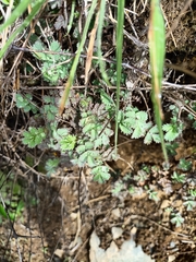 Acaena anserinifolia