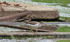 Actitis macularius