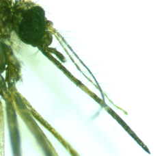 Aedes taeniorhynchus