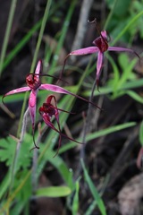Caladenia formosa