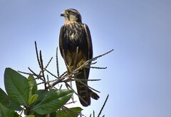 Falco femoralis