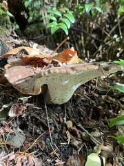 Jahnoporus