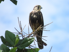 Falco femoralis