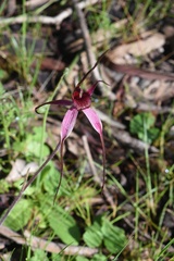Caladenia formosa