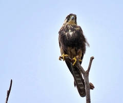 Falco femoralis