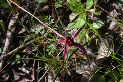 Caladenia formosa