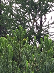 Araucaria