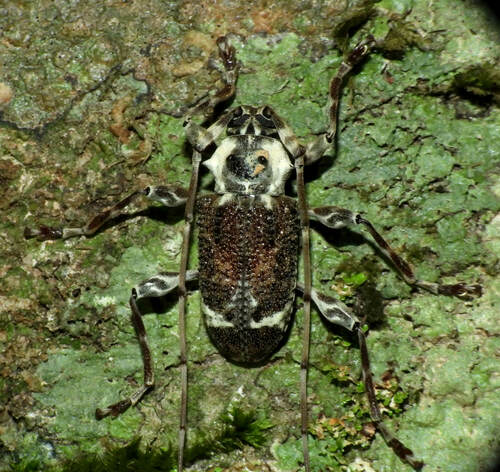 Exalphus malleri