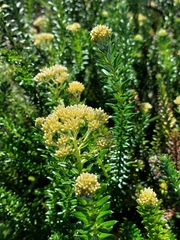 Cassinia denticulata