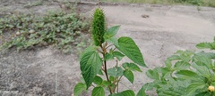 Acalypha