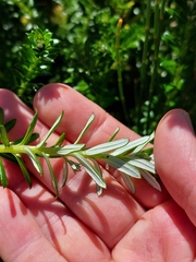 Cassinia denticulata