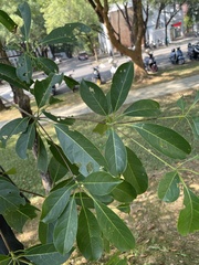 Terminalia calamansanai