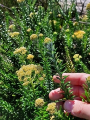 Cassinia denticulata