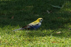 Platycercus adscitus