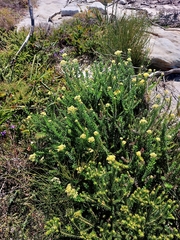 Cassinia denticulata