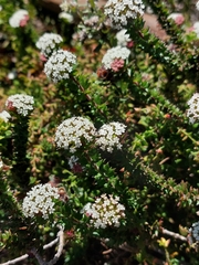 Platysace stephensonii