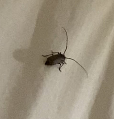 Prionoplus reticularis