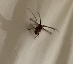 Prionoplus reticularis