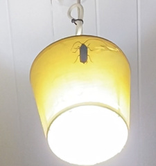 Prionoplus reticularis