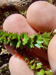 Platysace stephensonii