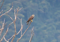 Falco femoralis