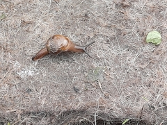 Helicarion cuvieri