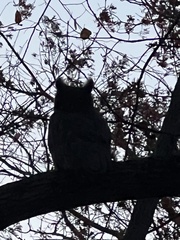 Bubo