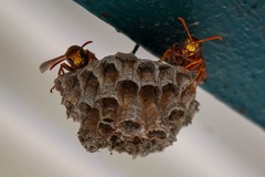 Polistes humilis