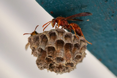 Polistes humilis