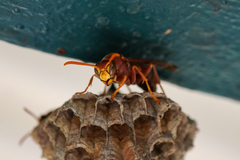 Polistes humilis