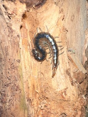 Scolopendra viridis