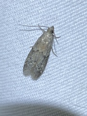 Vitula edmandsii