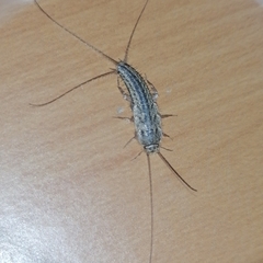 Ctenolepisma lineatum