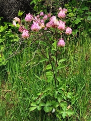 Aquilegia vulgaris
