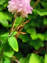 Aquilegia vulgaris