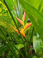 Heliconia latispatha