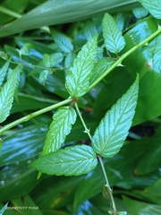 Rubus cardotii