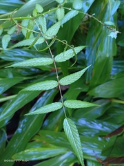 Rubus cardotii