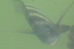 Archosargus probatocephalus