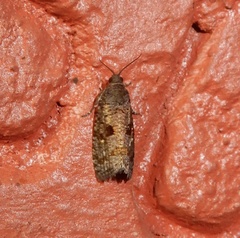 Cryptaspasma