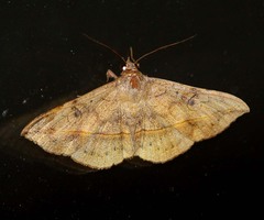 Anticarsia irrorata